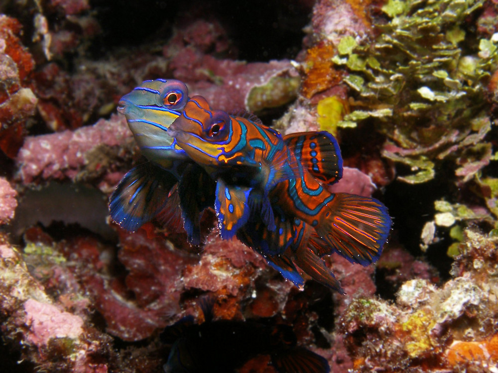 Mandarinenleierfische - mating - Gangga Isalnd - Indonesien