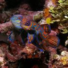 Mandarinenleierfische - mating - Gangga Isalnd - Indonesien