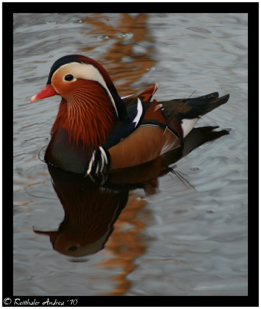 Mandarinentchen