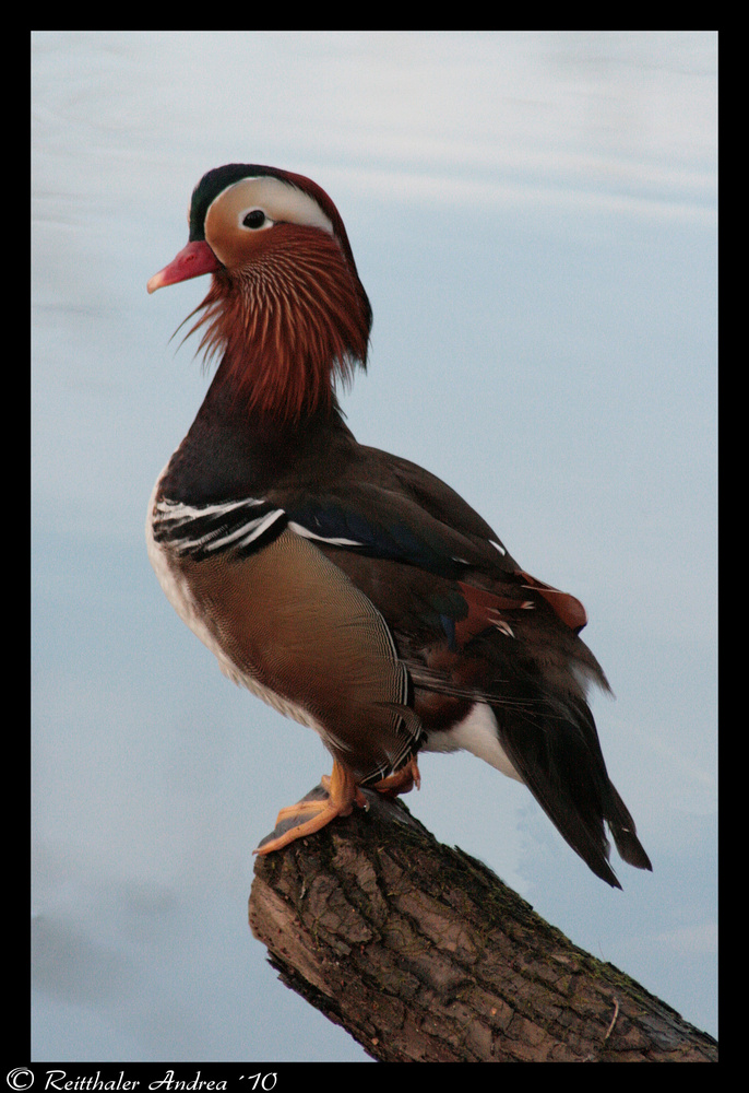 Mandarinentchen in Pose