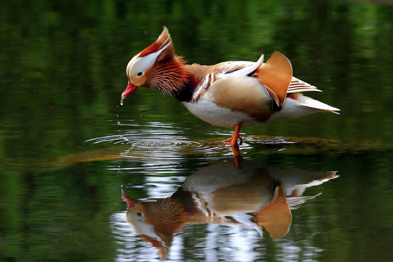 Mandarinente