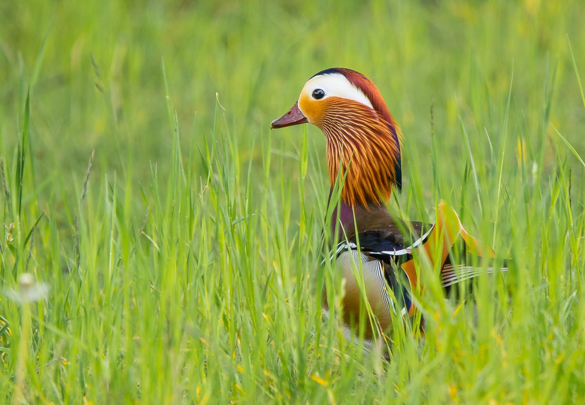 Mandarinente