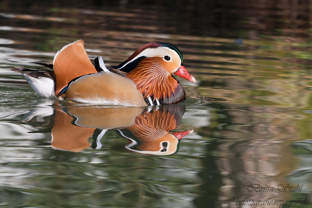 Mandarinente