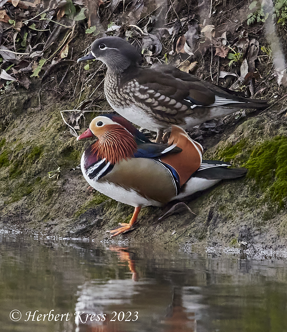 Mandarinente