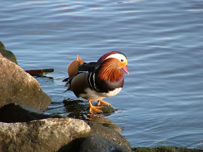 Mandarinente