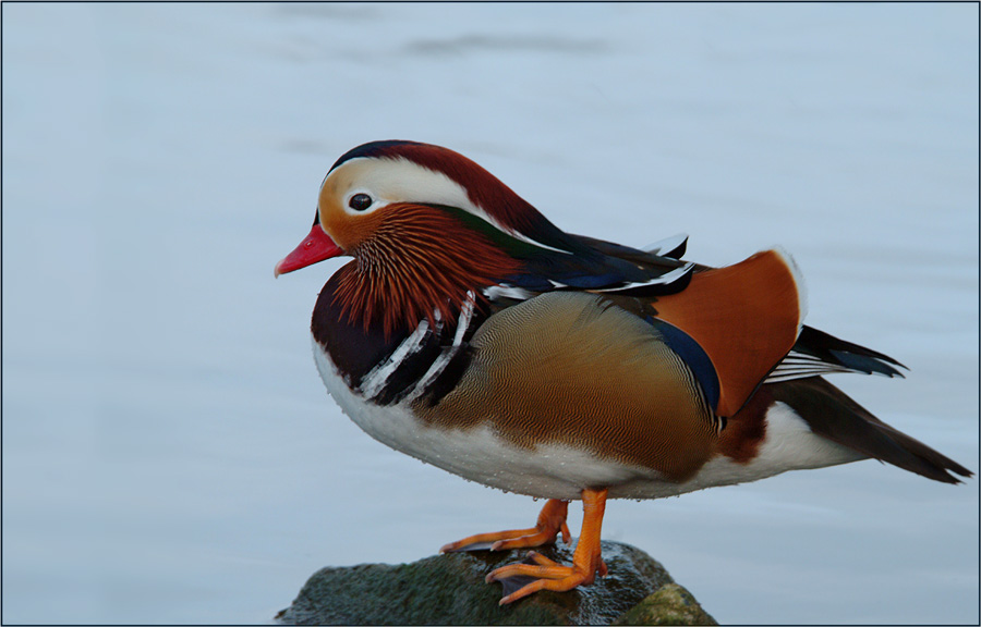 Mandarinente