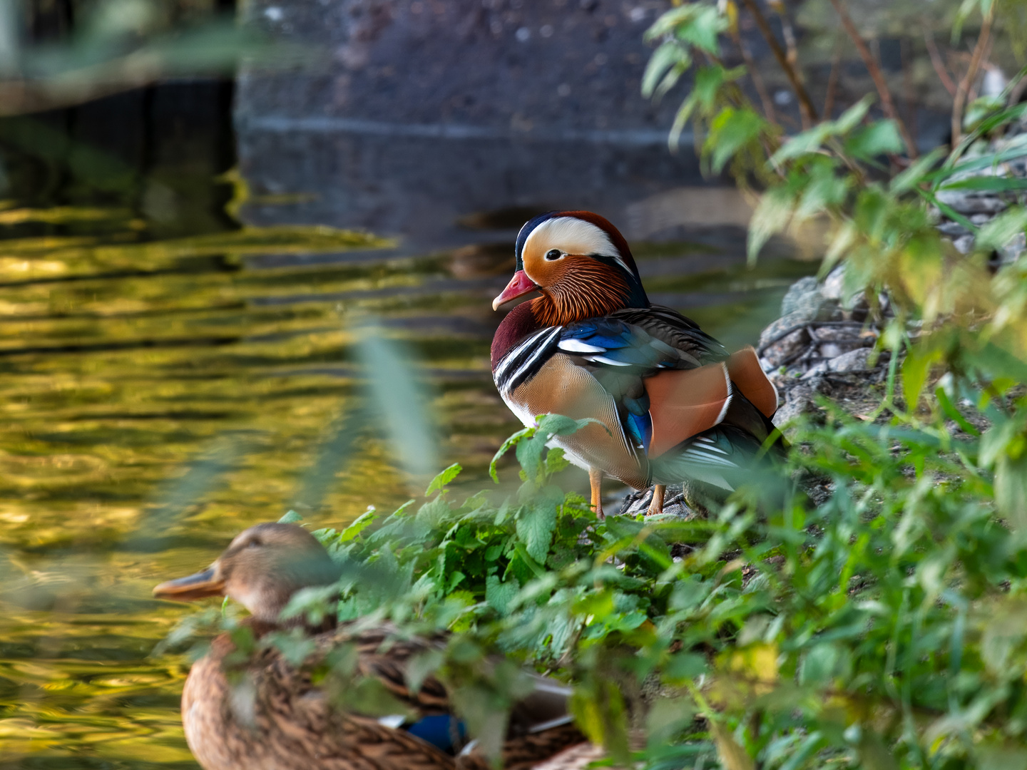 Mandarinente 