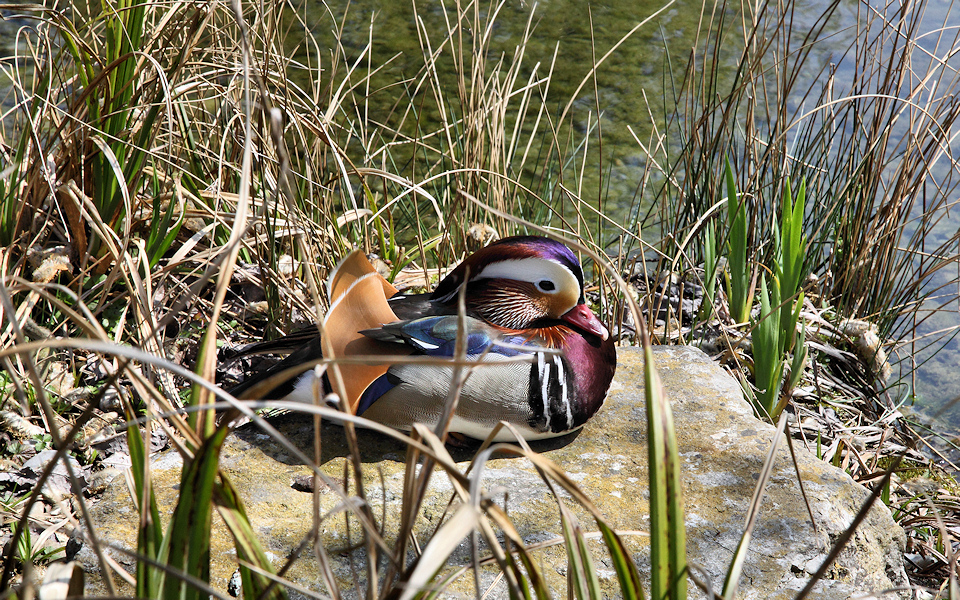 Mandarinente