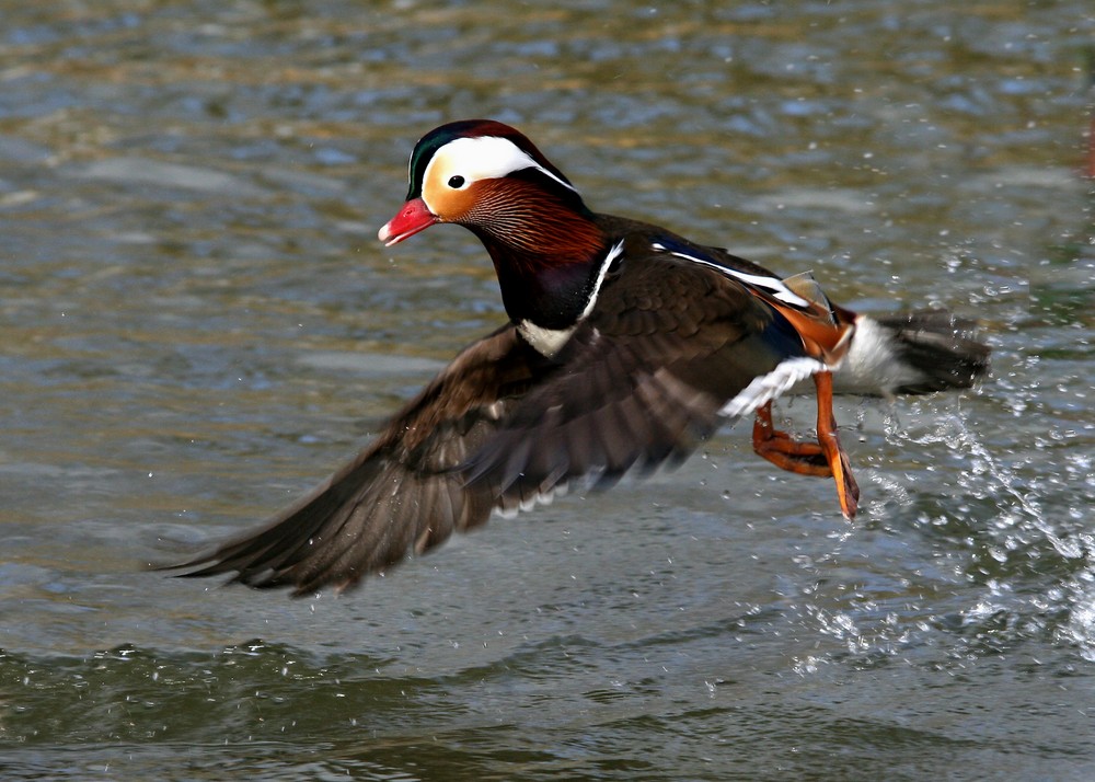 Mandarinente