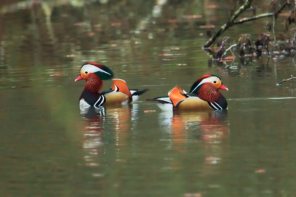 Mandarinente