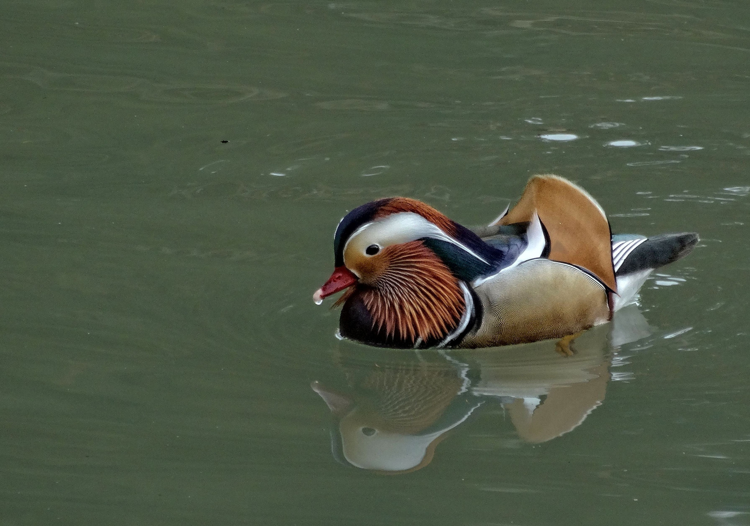 Mandarinente