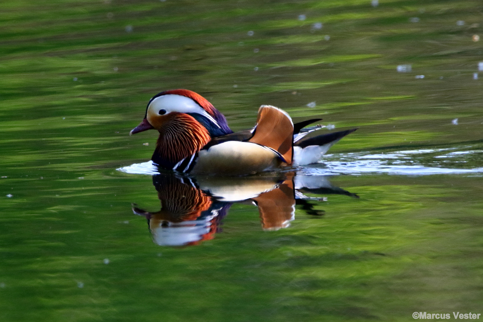 Mandarinente