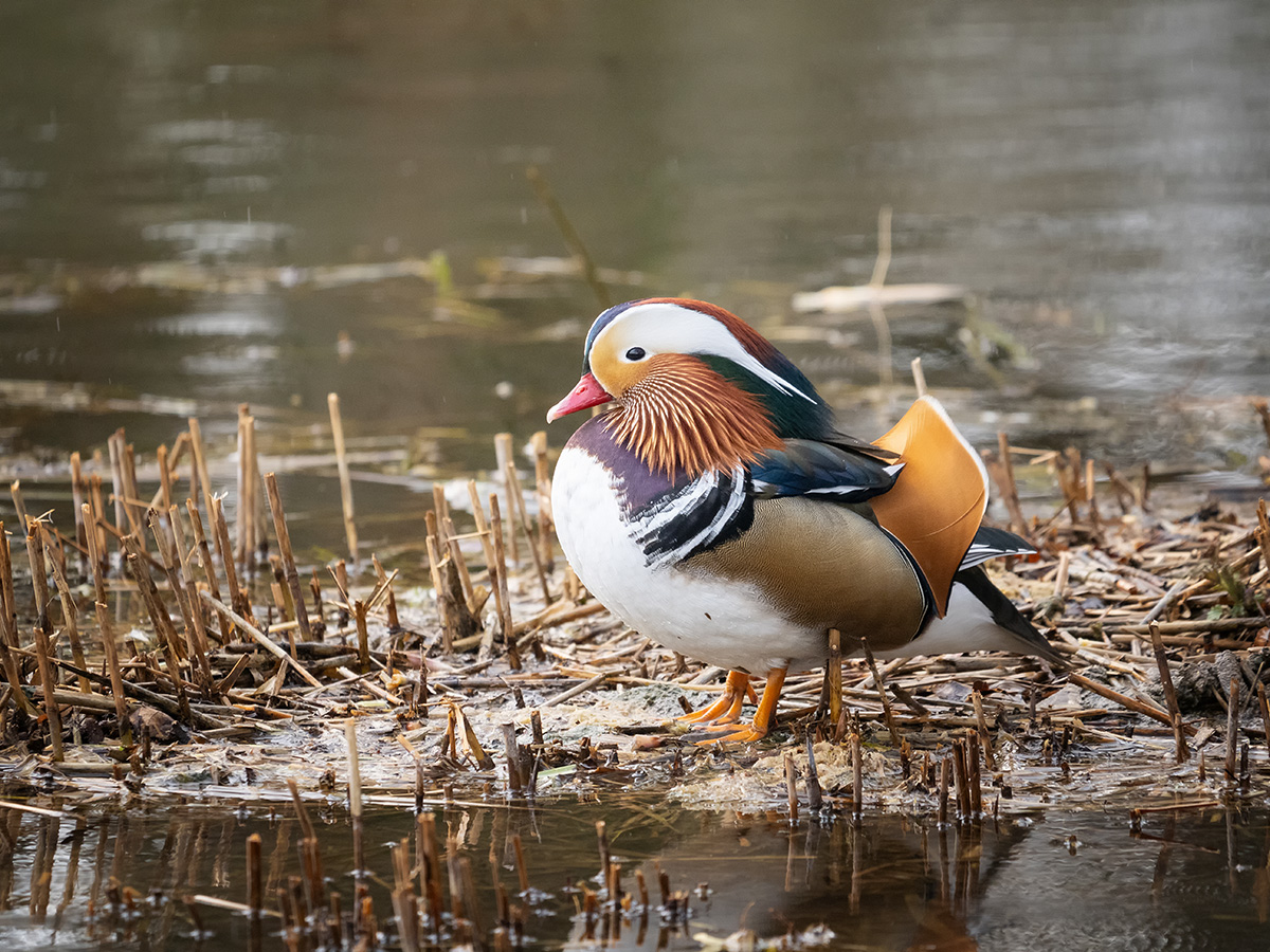 Mandarinente