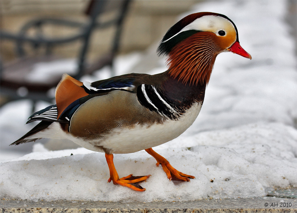 Mandarinente