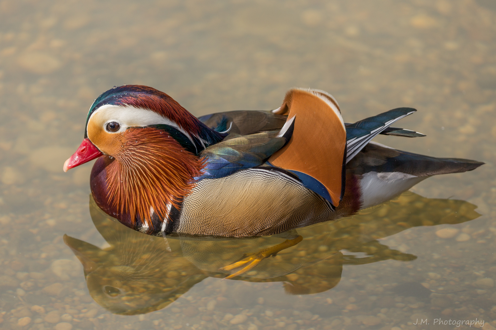 Mandarinente (Aix galericulata)