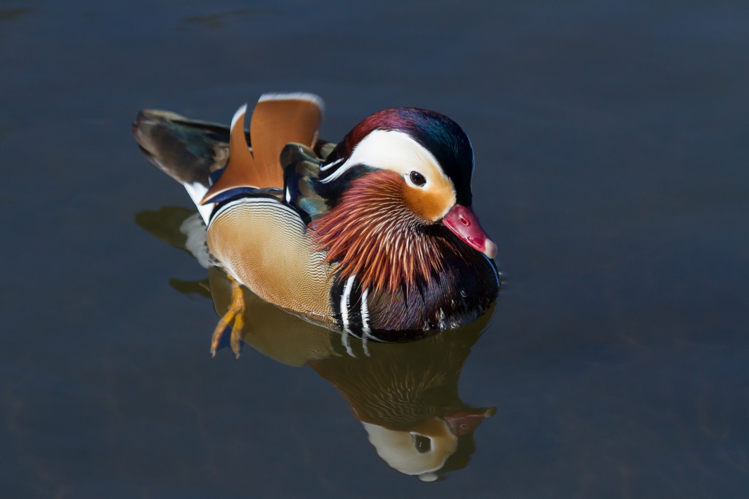 Mandarinente (Aix galericulata)