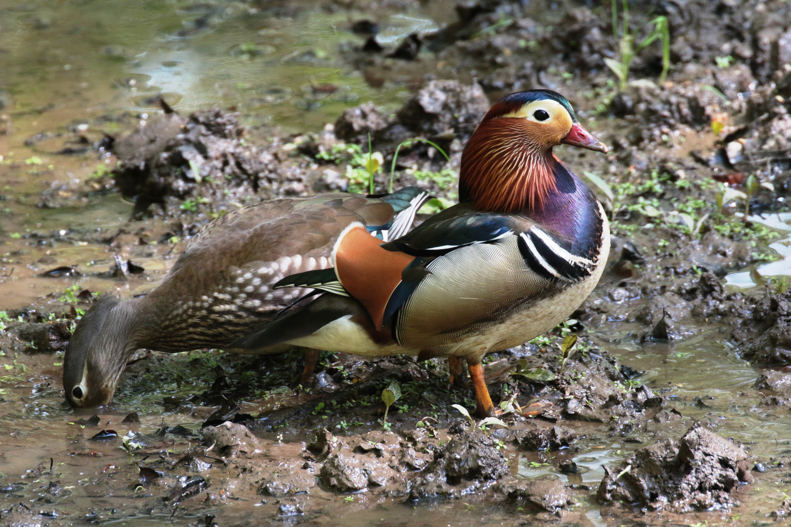 Mandarinente (Aix galericulata)