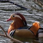 Mandarinente (Aix galericulata)