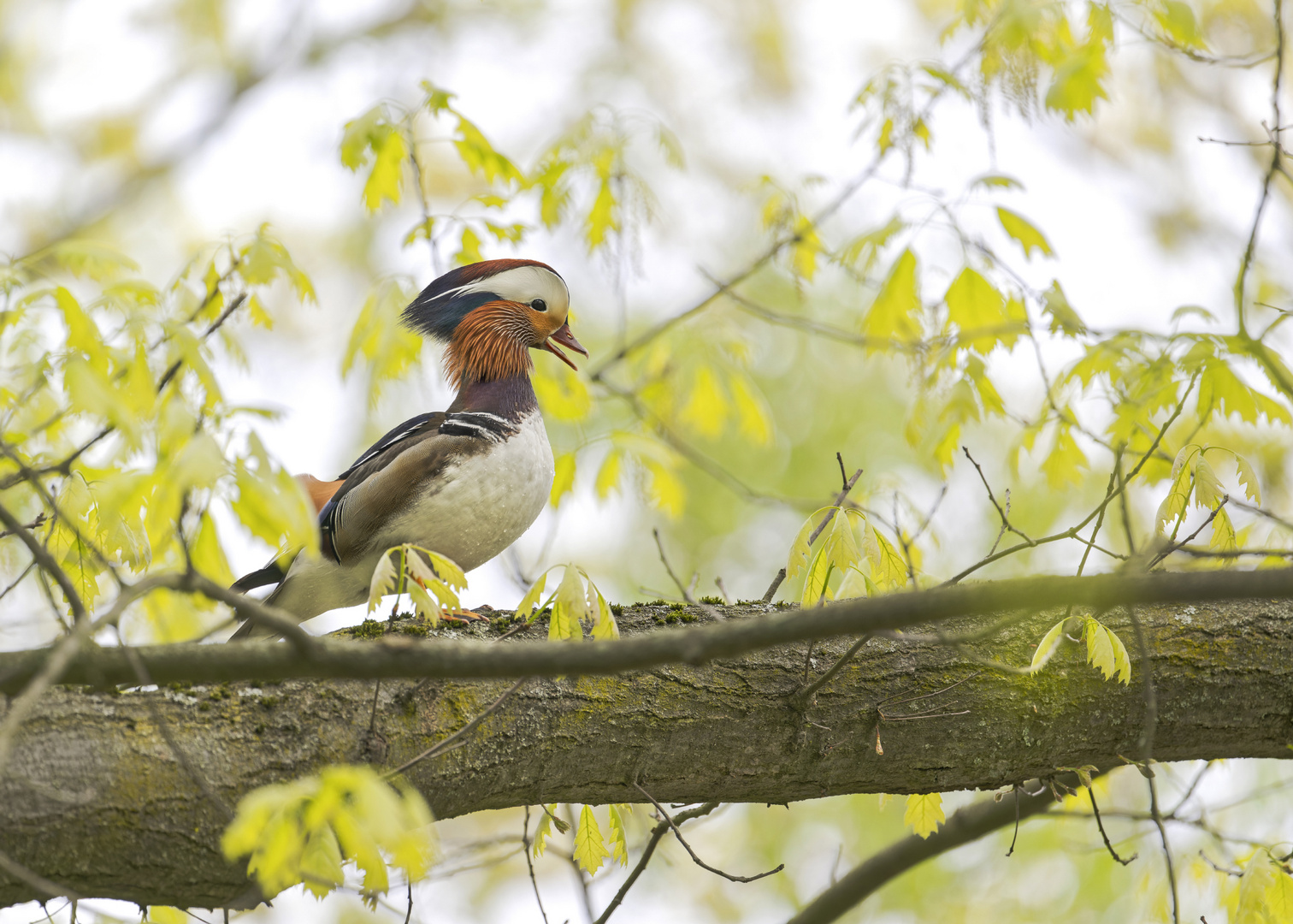 Mandarinente (Aix galericulata)