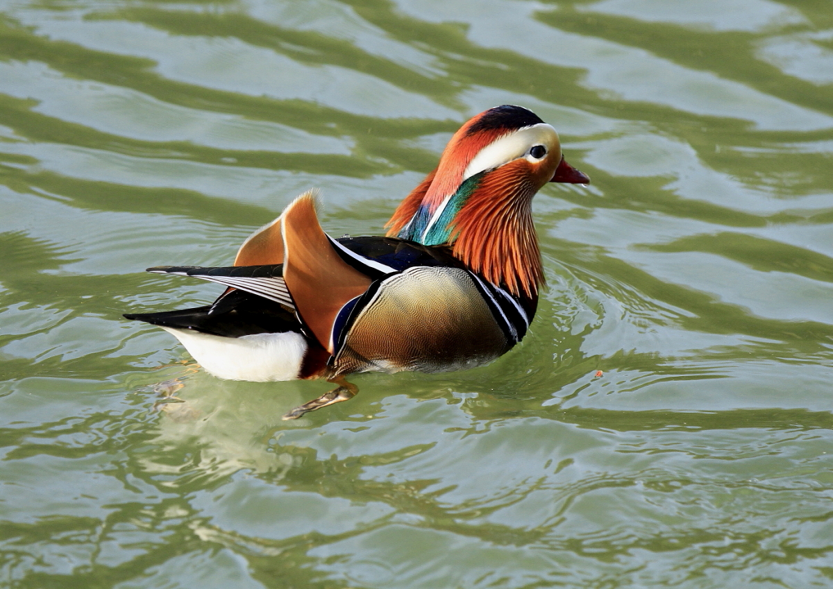 Mandarinente (Aix galericulata)