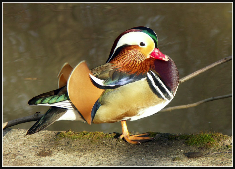 Mandarinente (Aix galericulata)