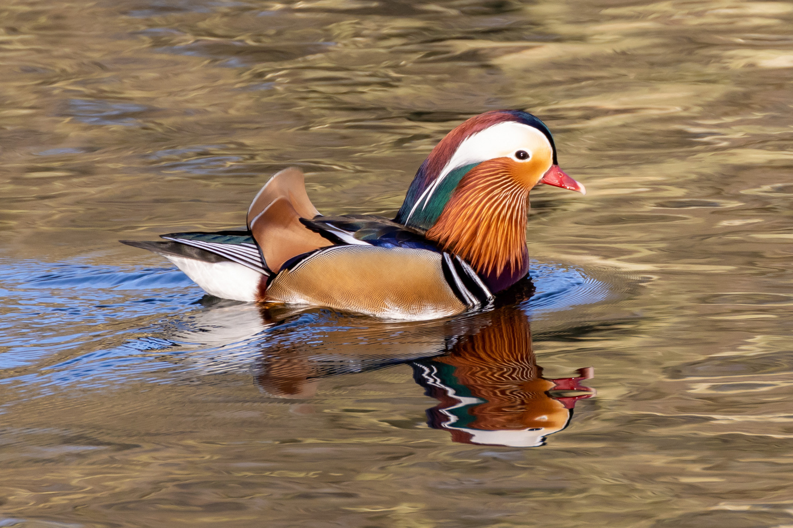 Mandarinente (Aix galericulata)