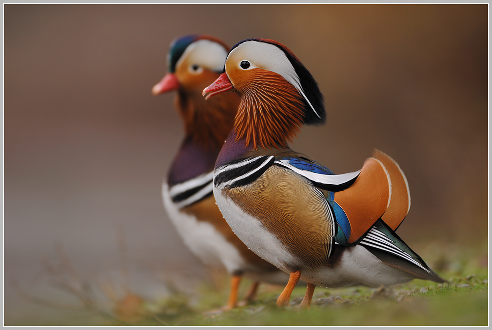 Mandarinente (Aix galericulata)