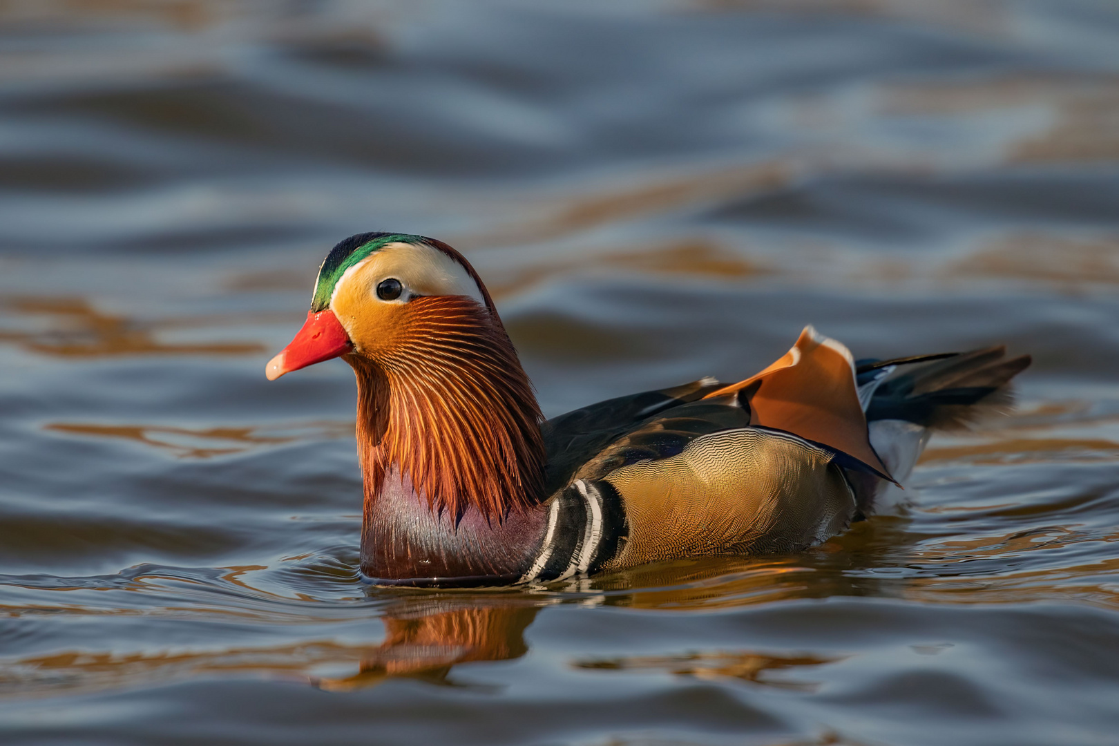 Mandarinente (Aix galericulata)