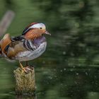 Mandarinente (Aix galericulata)