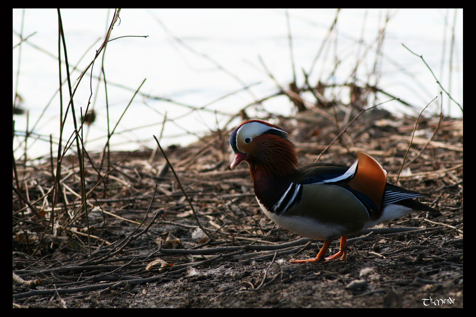 Mandarinente  (Aix galericulata)