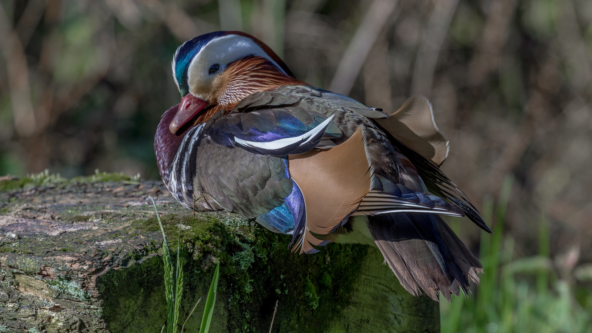 Mandarinente (Aix galericulata)