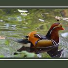 Mandarinente (Aix galericulata)