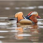 mandarinente (aix galericulata).....