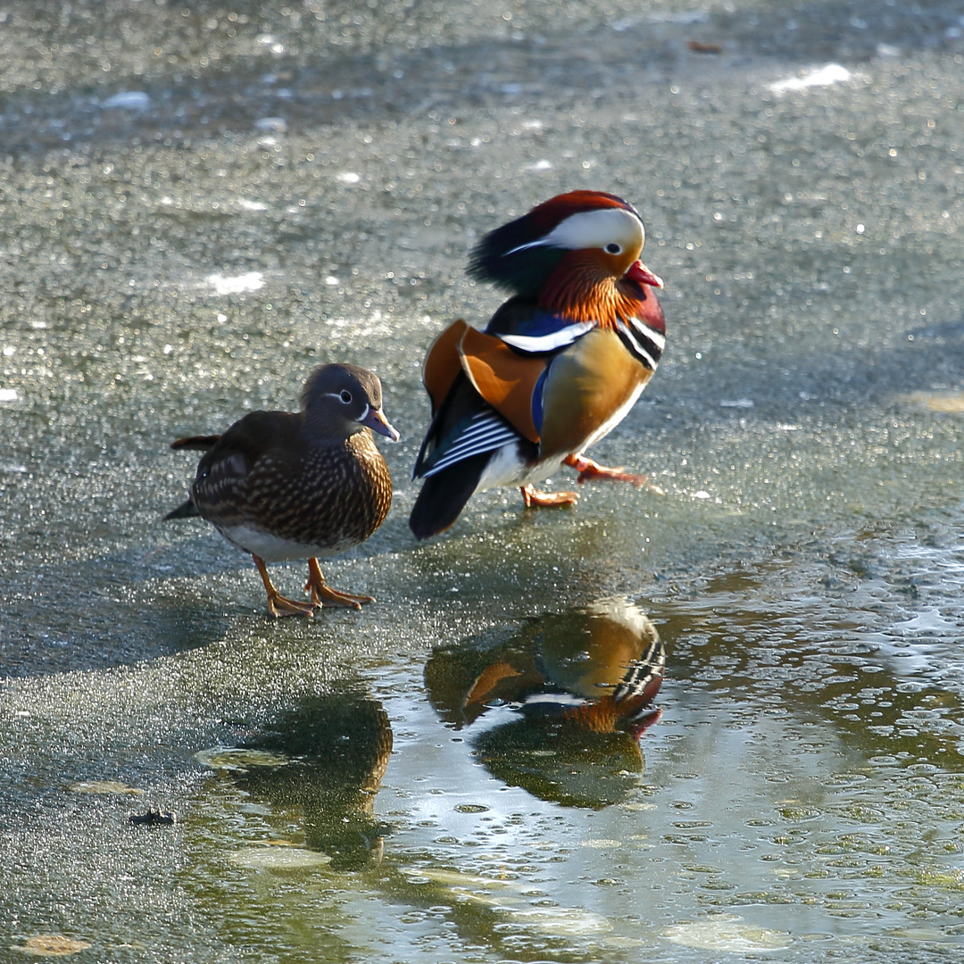 Mandarinente (Aix galericulata)