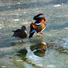 Mandarinente (Aix galericulata)