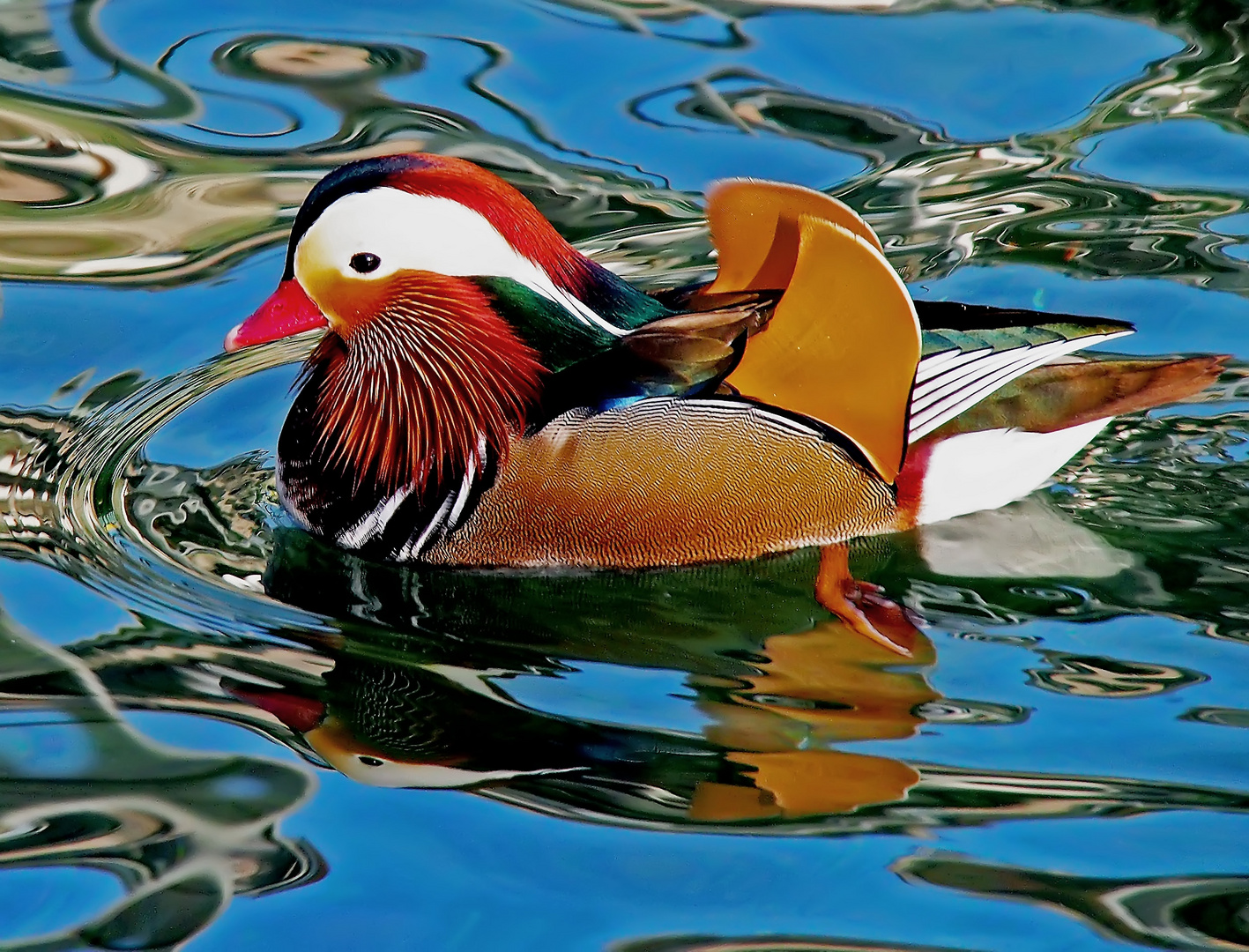 Mandarinente (Aix galericulata) im Thunersee (Schweiz)