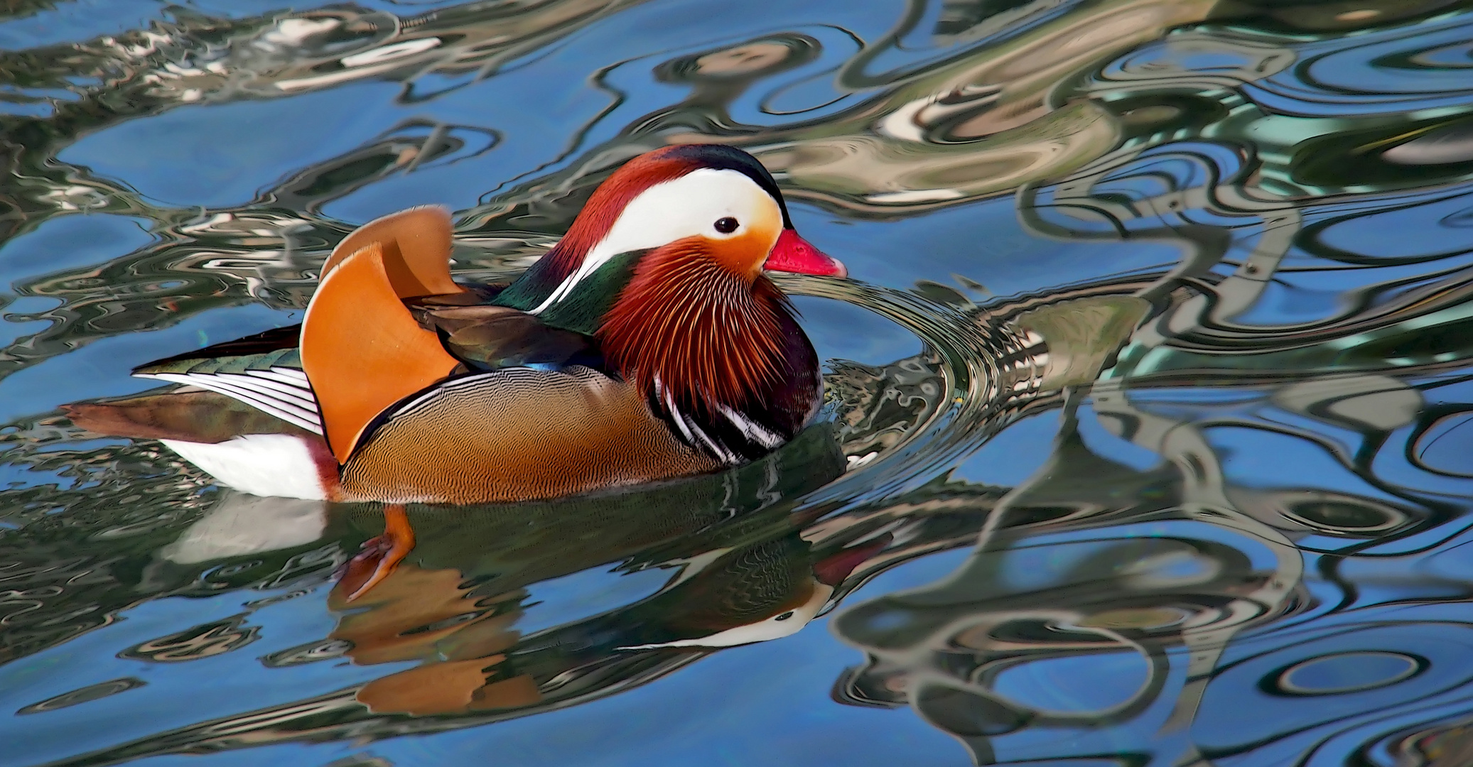 Mandarinente (Aix galericulata) - Le Canard mandarin!