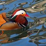 Mandarinente (Aix galericulata) - Le Canard mandarin!