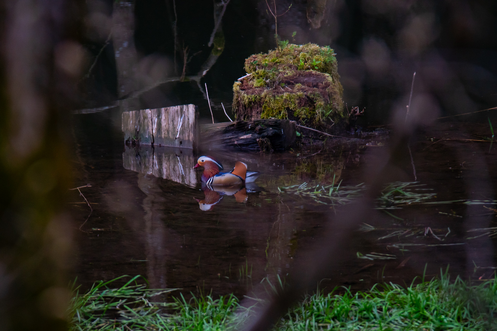 Mandarinente am BiberStausee