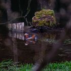 Mandarinente am BiberStausee