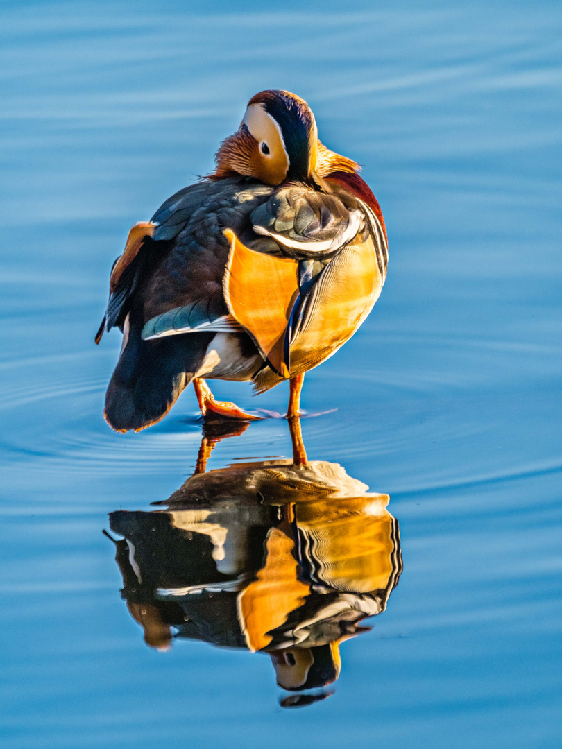 Mandarinente am Müggelseestrand