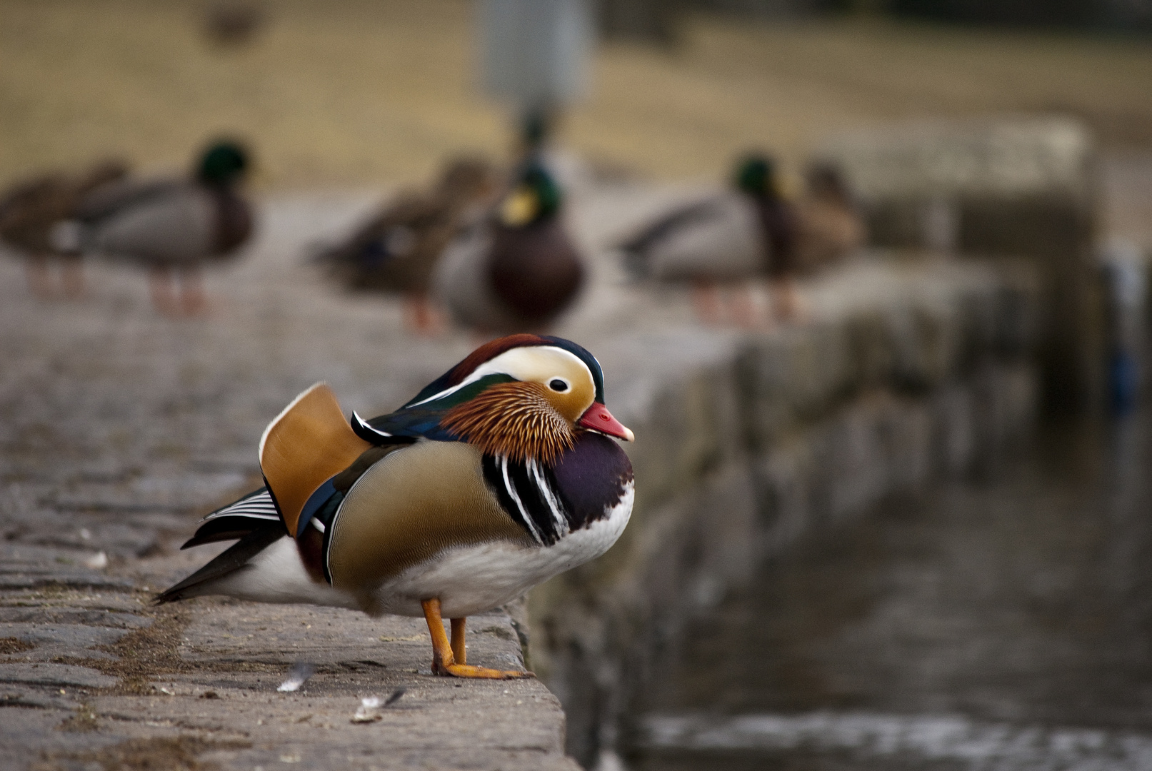 Mandarinente an der Rheinaue