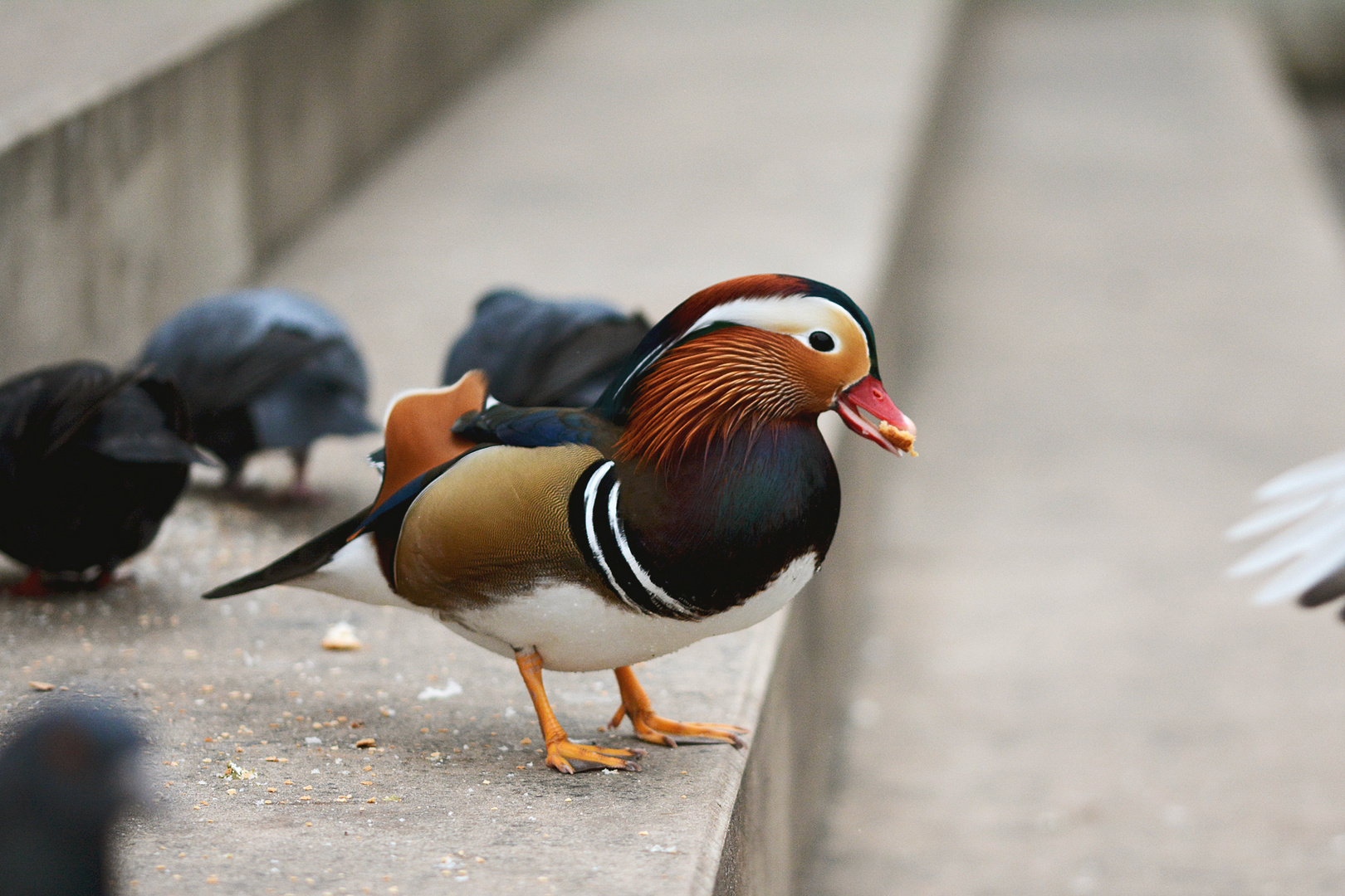 Mandarinente an der Saar