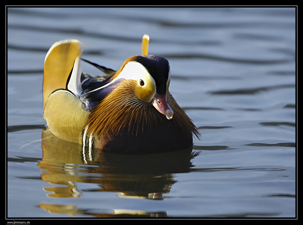 Mandarinente auf dem Baldeneysee