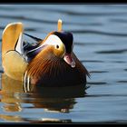 Mandarinente auf dem Baldeneysee