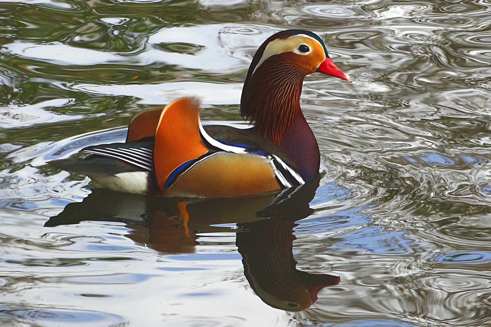 Mandarinente auf dem Teich am Forsthaus Remstecken bei Koblenz