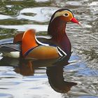 Mandarinente auf dem Teich am Forsthaus Remstecken bei Koblenz