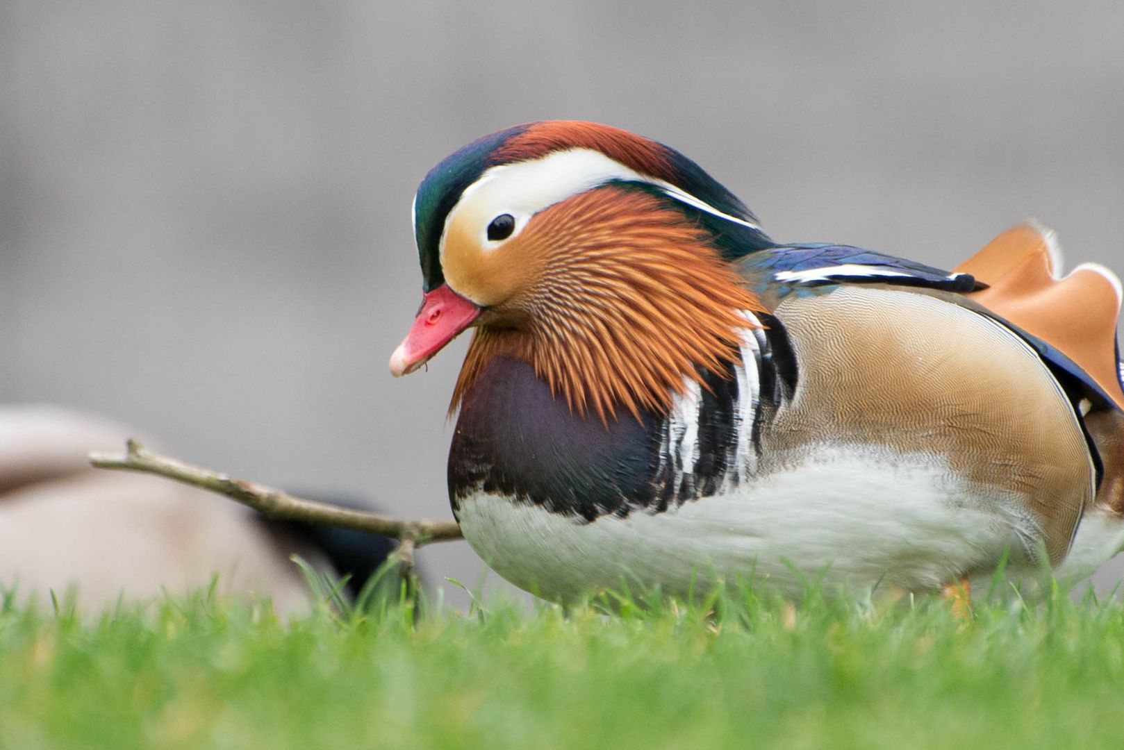 Mandarinente auf der Suche nach Futter