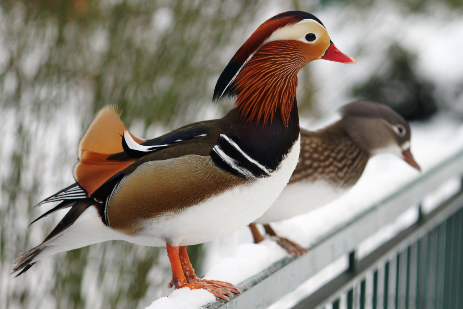 Mandarinente auf Tuchfühlung