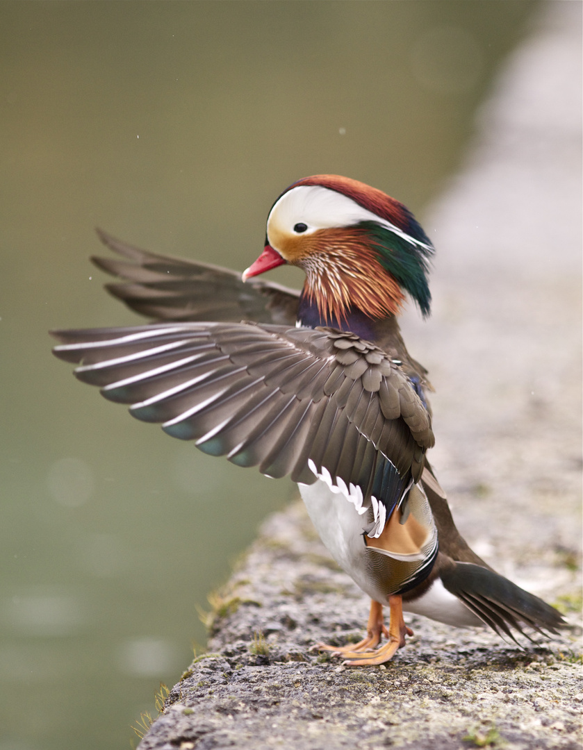 Mandarinente beim Pflegen!